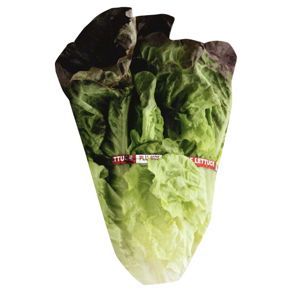 Fresh Red Leaf Lettuce