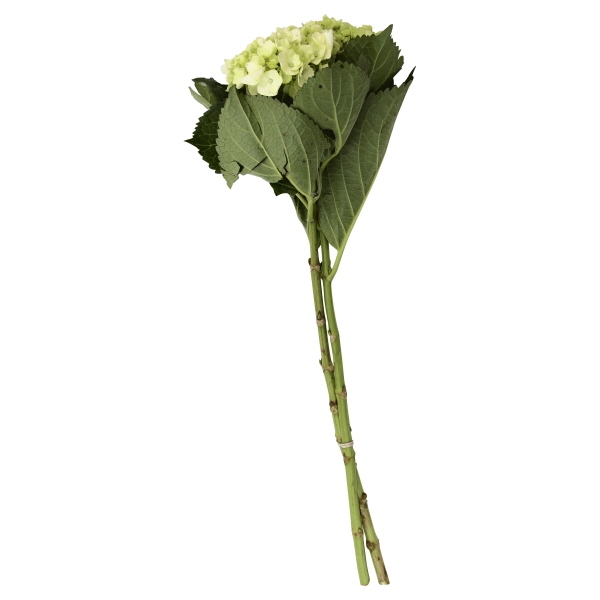 Mini Hydrangea 2 Stem Garden Bunch