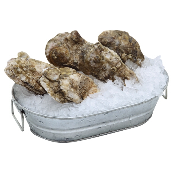 In Shell Oysters